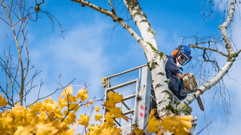 Commercial Tree Services-Jupiter-Tequesta Tree Trimming and Tree Removal Services-We Offer Tree Trimming Services, Tree Removal, Tree Pruning, Tree Cutting, Residential and Commercial Tree Trimming Services, Storm Damage, Emergency Tree Removal, Land Clearing, Tree Companies, Tree Care Service, Stump Grinding, and we're the Best Tree Trimming Company Near You Guaranteed!