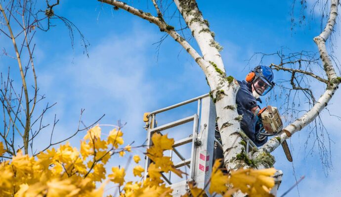 Commercial Tree Services-Jupiter-Tequesta Tree Trimming and Tree Removal Services-We Offer Tree Trimming Services, Tree Removal, Tree Pruning, Tree Cutting, Residential and Commercial Tree Trimming Services, Storm Damage, Emergency Tree Removal, Land Clearing, Tree Companies, Tree Care Service, Stump Grinding, and we're the Best Tree Trimming Company Near You Guaranteed!
