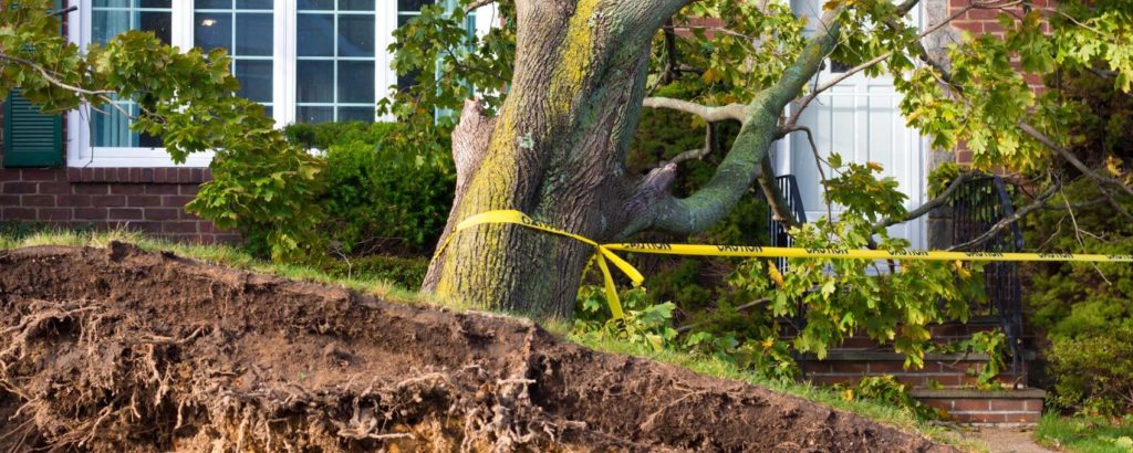 Emergency Tree Removal-Jupiter-Tequesta Tree Trimming and Tree Removal Services-We Offer Tree Trimming Services, Tree Removal, Tree Pruning, Tree Cutting, Residential and Commercial Tree Trimming Services, Storm Damage, Emergency Tree Removal, Land Clearing, Tree Companies, Tree Care Service, Stump Grinding, and we're the Best Tree Trimming Company Near You Guaranteed!