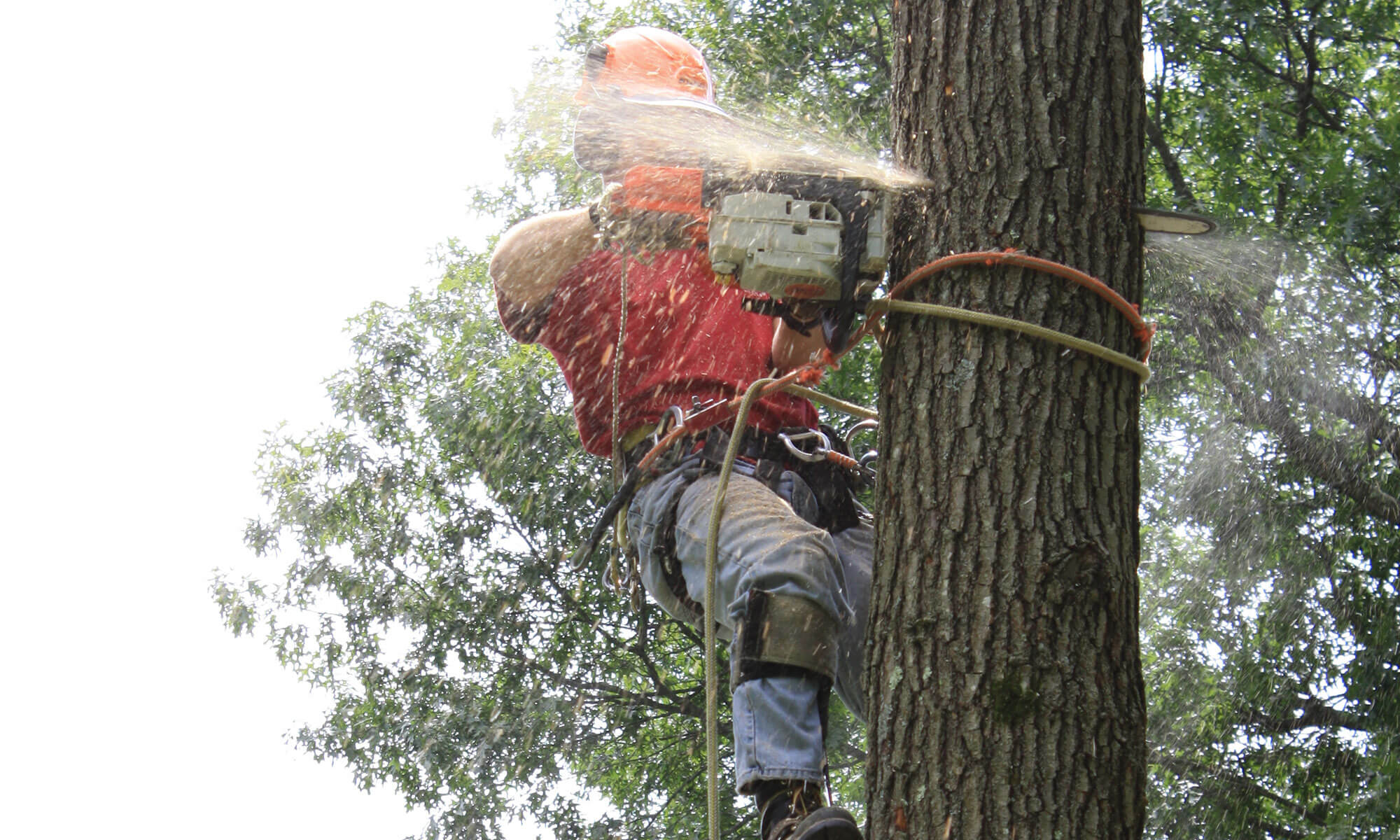 Jupiter-Tequesta Tree Trimming and Tree Removal Services Main Header-We Offer Tree Trimming Services, Tree Removal, Tree Pruning, Tree Cutting, Residential and Commercial Tree Trimming Services, Storm Damage, Emergency Tree Removal, Land Clearing, Tree Companies, Tree Care Service, Stump Grinding, and we're the Best Tree Trimming Company Near You Guaranteed!