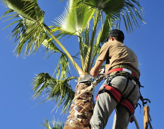Palm Tree Trimming & Palm Tree Removal-Jupiter-Tequesta Tree Trimming and Tree Removal Services-We Offer Tree Trimming Services, Tree Removal, Tree Pruning, Tree Cutting, Residential and Commercial Tree Trimming Services, Storm Damage, Emergency Tree Removal, Land Clearing, Tree Companies, Tree Care Service, Stump Grinding, and we're the Best Tree Trimming Company Near You Guaranteed!