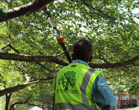 Tree Doctor-Jupiter-Tequesta Tree Trimming and Tree Removal Services-We Offer Tree Trimming Services, Tree Removal, Tree Pruning, Tree Cutting, Residential and Commercial Tree Trimming Services, Storm Damage, Emergency Tree Removal, Land Clearing, Tree Companies, Tree Care Service, Stump Grinding, and we're the Best Tree Trimming Company Near You Guaranteed!