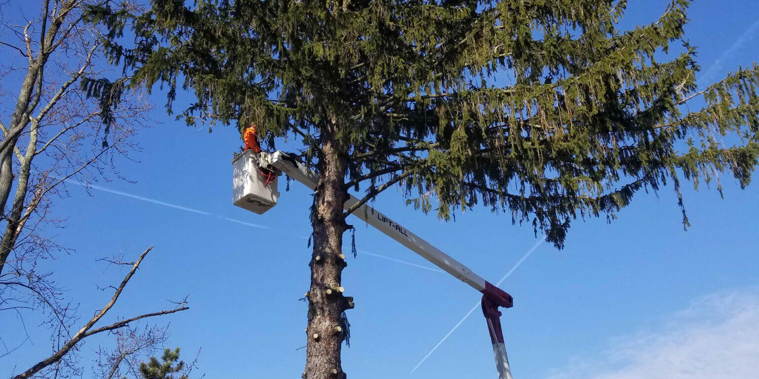 Tree Pruning & Tree Removal-Jupiter-Tequesta Tree Trimming and Tree Removal Services-We Offer Tree Trimming Services, Tree Removal, Tree Pruning, Tree Cutting, Residential and Commercial Tree Trimming Services, Storm Damage, Emergency Tree Removal, Land Clearing, Tree Companies, Tree Care Service, Stump Grinding, and we're the Best Tree Trimming Company Near You Guaranteed!