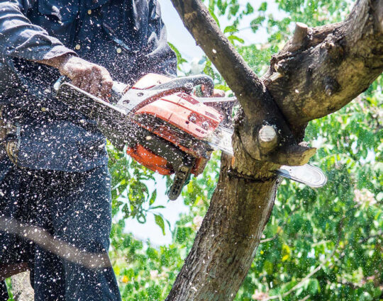 Tree Trimming Services-Jupiter-Tequesta Tree Trimming and Tree Removal Services-We Offer Tree Trimming Services, Tree Removal, Tree Pruning, Tree Cutting, Residential and Commercial Tree Trimming Services, Storm Damage, Emergency Tree Removal, Land Clearing, Tree Companies, Tree Care Service, Stump Grinding, and we're the Best Tree Trimming Company Near You Guaranteed!