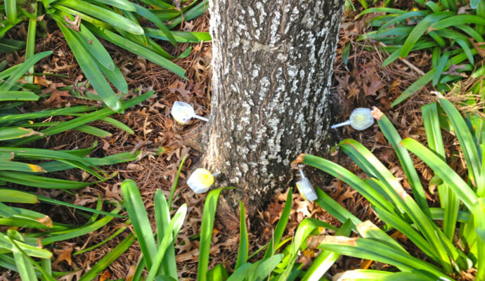 Deep Root Injection Near Me-Pro Tree Trimming & Removal Team of Jupiter Tequesta