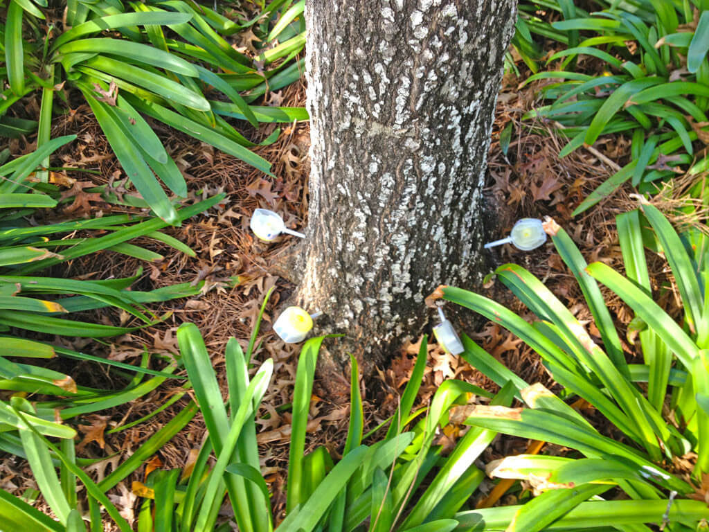 Deep Root Injection Near Me-Pro Tree Trimming & Removal Team of Jupiter Tequesta