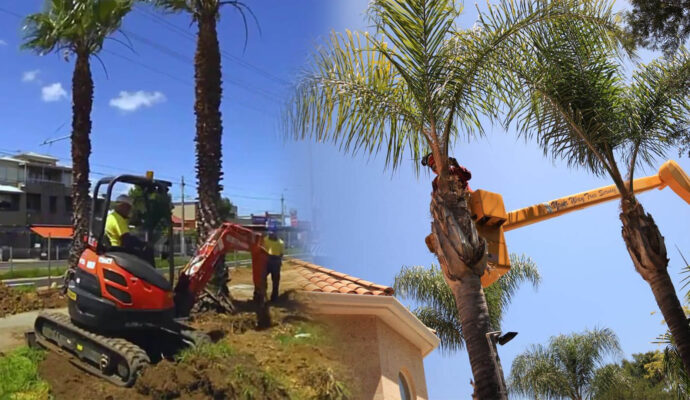 Palm Tree Trimming & Palm Tree Removal Near Me-Pro Tree Trimming & Removal Team of Jupiter Tequesta