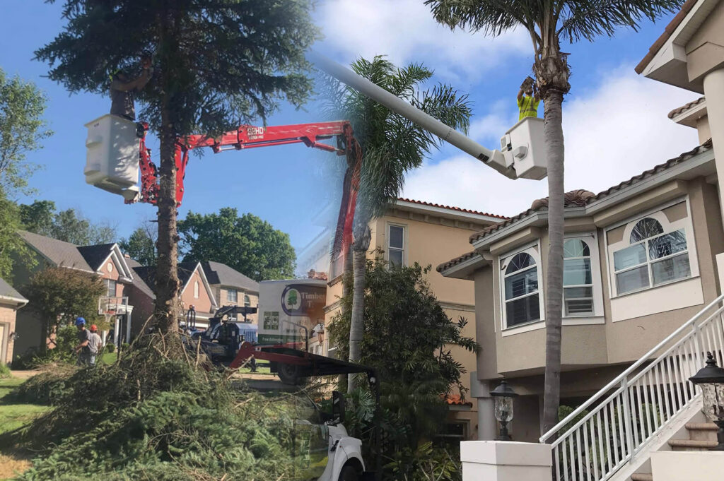 Residential-Tree-Services-Affordable-Pro-Tree-Trimming-Removal-Team-of-Jupiter Tequesta