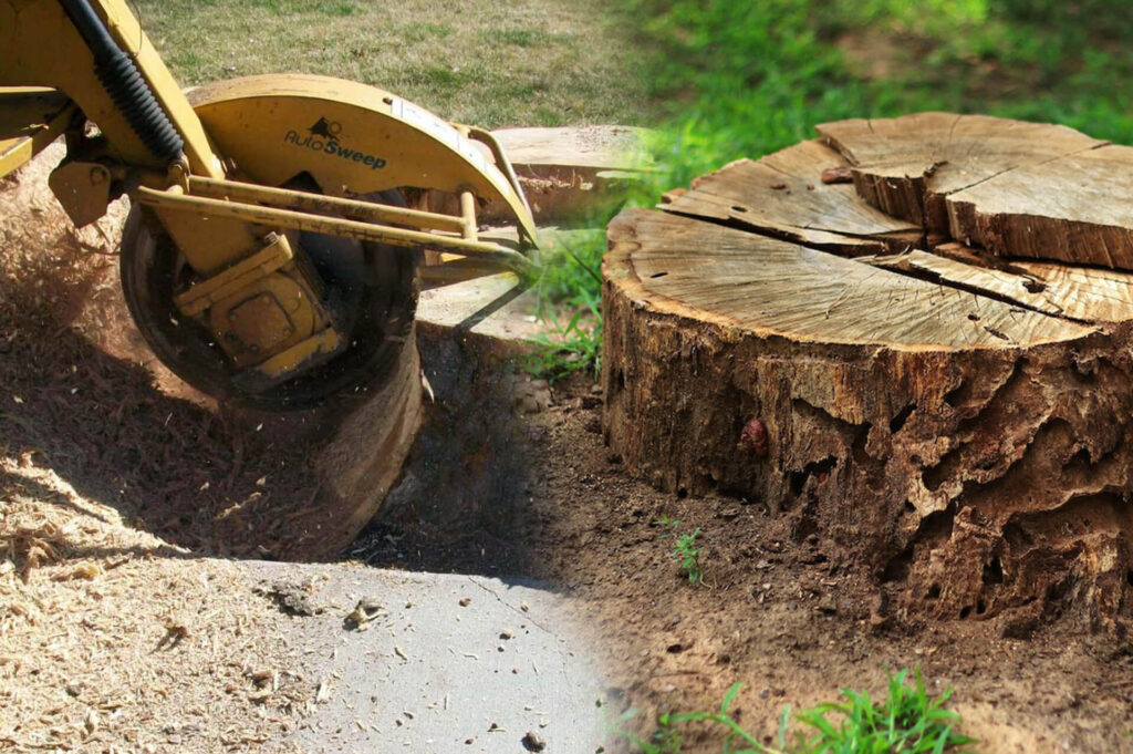 Stump-Grinding-Removal-Affordable-Pro-Tree-Trimming-Removal-Team-of-Jupiter Tequesta