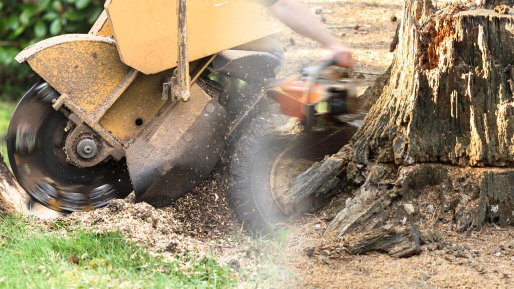 Stump Grinding & Removal Near Me-Pro Tree Trimming & Removal Team of Jupiter Tequesta