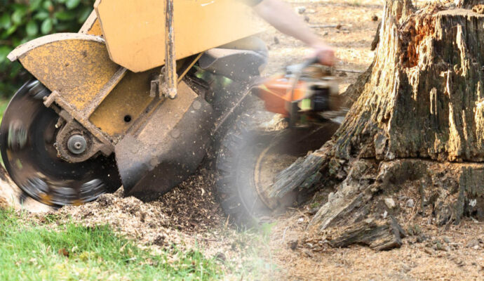 Stump Grinding & Removal Near Me-Pro Tree Trimming & Removal Team of Jupiter Tequesta