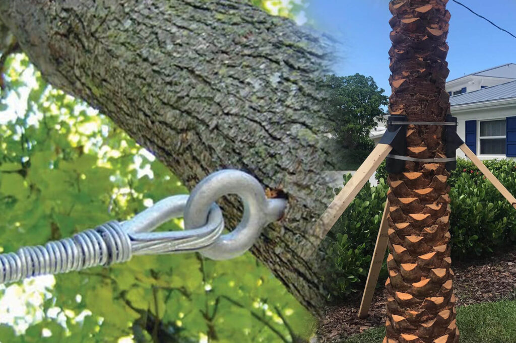 Tree-Bracing-Tree-Cabling-Affordable-Pro-Tree-Trimming-Removal-Team-of-Jupiter Tequesta