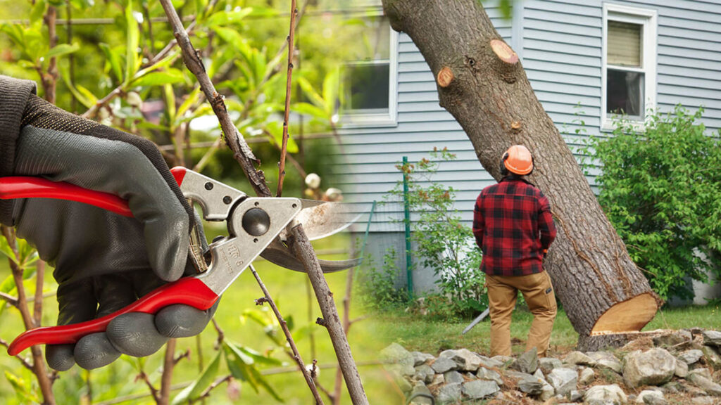 Tree Pruning & Tree Removal Near Me-Pro Tree Trimming & Removal Team of Jupiter Tequesta