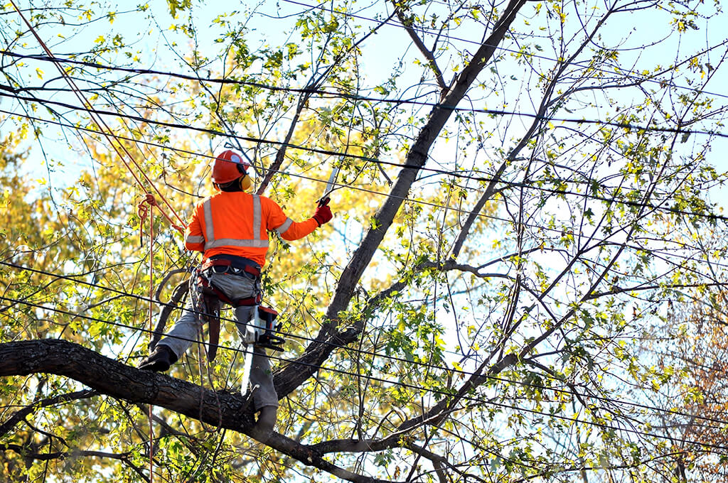 Tree-Trimming-Services-Affordable-Pro-Tree-Trimming-Removal-Team-of-Jupiter Tequesta
