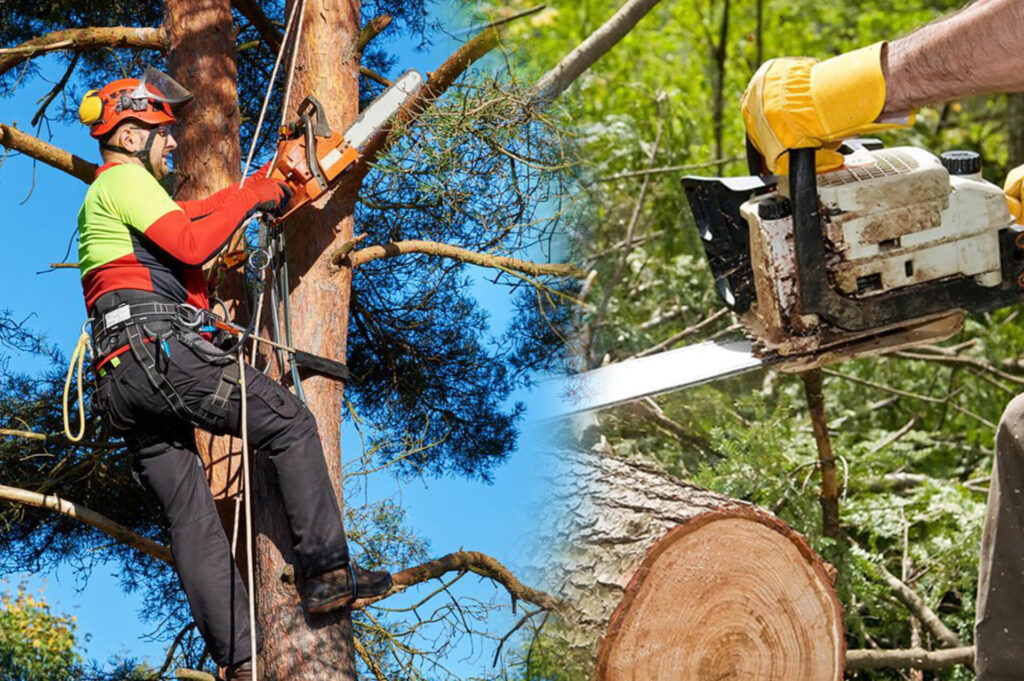 Commercial Tree Services Experts-Pro Tree Trimming & Removal Team of Jupiter Tequesta