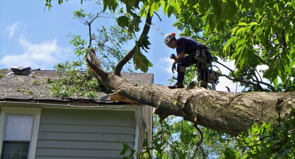 Emergency-Tree-Removal-Services Pro-Tree-Trimming-Removal-Team-of-Jupiter Tequesta