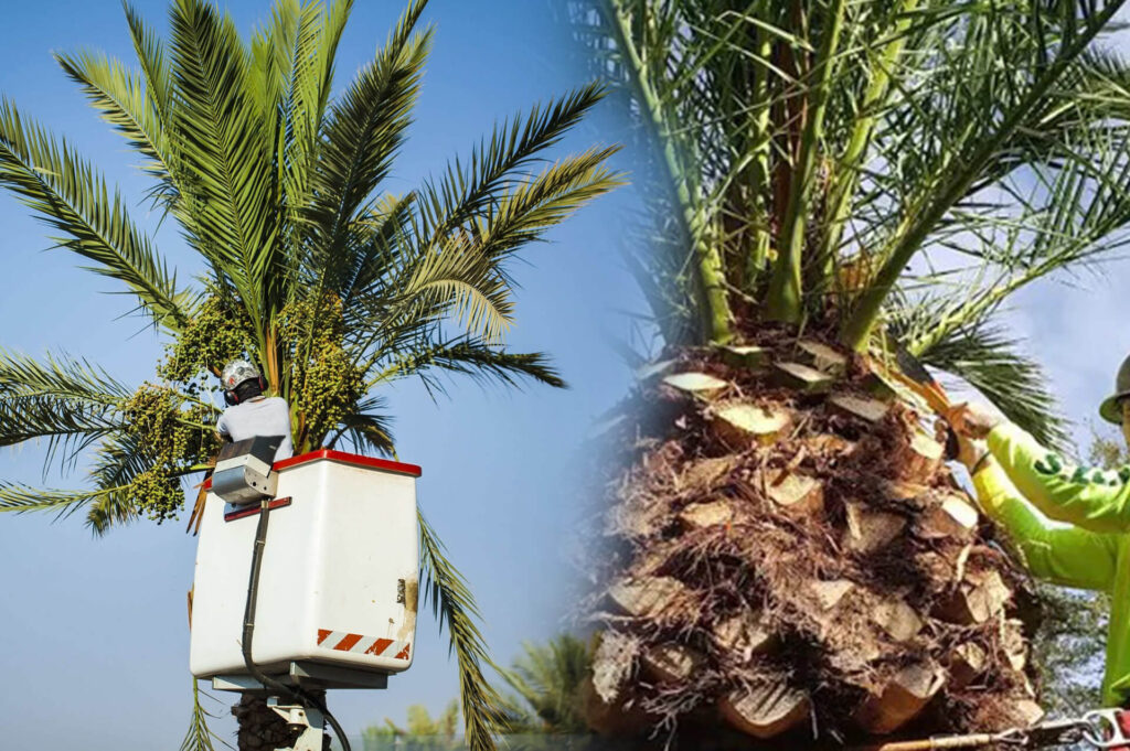 Palm Tree Trimming & Palm Tree Removal Experts-Pro Tree Trimming & Removal Team of Jupiter Tequesta