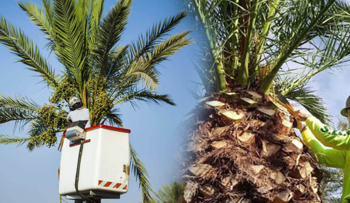Palm Tree Trimming & Palm Tree Removal Experts-Pro Tree Trimming & Removal Team of Jupiter Tequesta