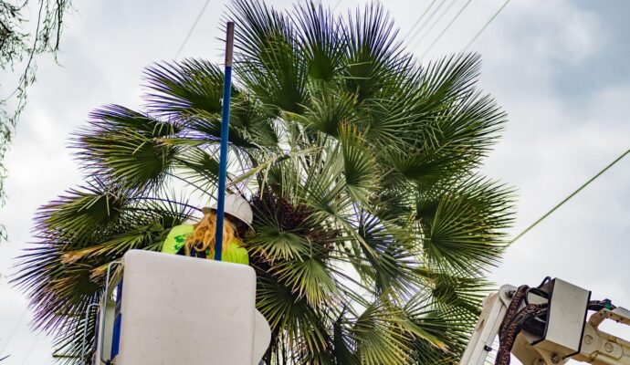 Palm-Tree-Trimming-Palm-Tree-Removal-Services Pro-Tree-Trimming-Removal-Team-of-Jupiter Tequesta