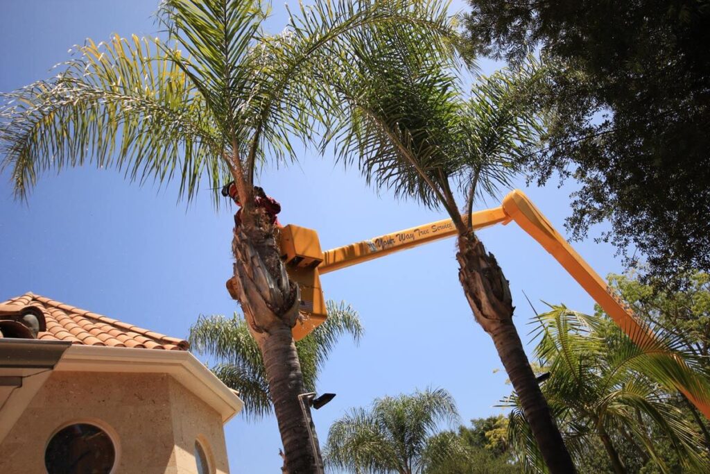 Palm Tree Trimming-Pros-Pro Tree Trimming & Removal Team of Jupiter Tequesta