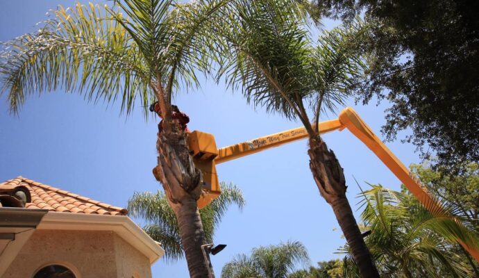 Palm Tree Trimming-Pros-Pro Tree Trimming & Removal Team of Jupiter Tequesta