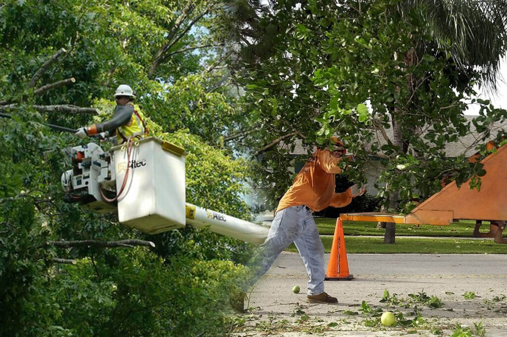 Residential Tree Services Experts-Pro Tree Trimming & Removal Team of Jupiter Tequesta