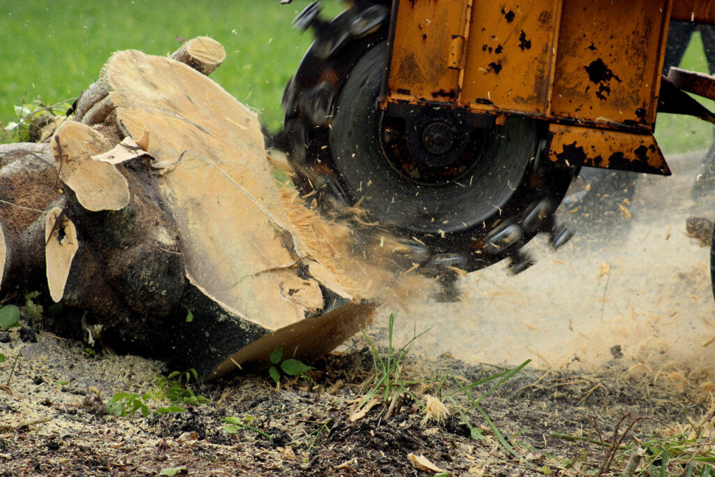 Stump-Grinding-Removal-Services Pro-Tree-Trimming-Removal-Team-of-Jupiter Tequesta