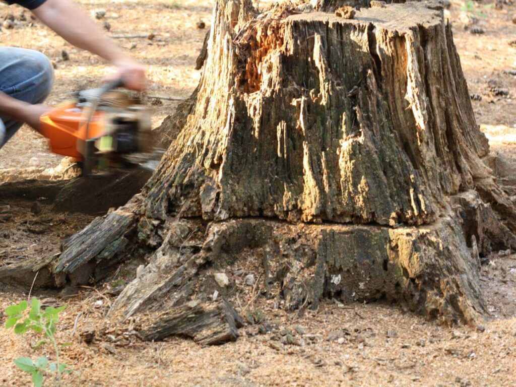 Stump Removal-Pros-Pro Tree Trimming & Removal Team of Jupiter Tequesta