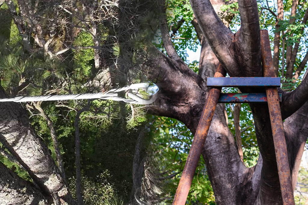 Tree Bracing & Tree Cabling Experts-Pro Tree Trimming & Removal Team of Jupiter Tequesta