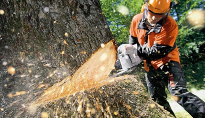 Tree Cutting-Pros-Pro Tree Trimming & Removal Team of Jupiter Tequesta