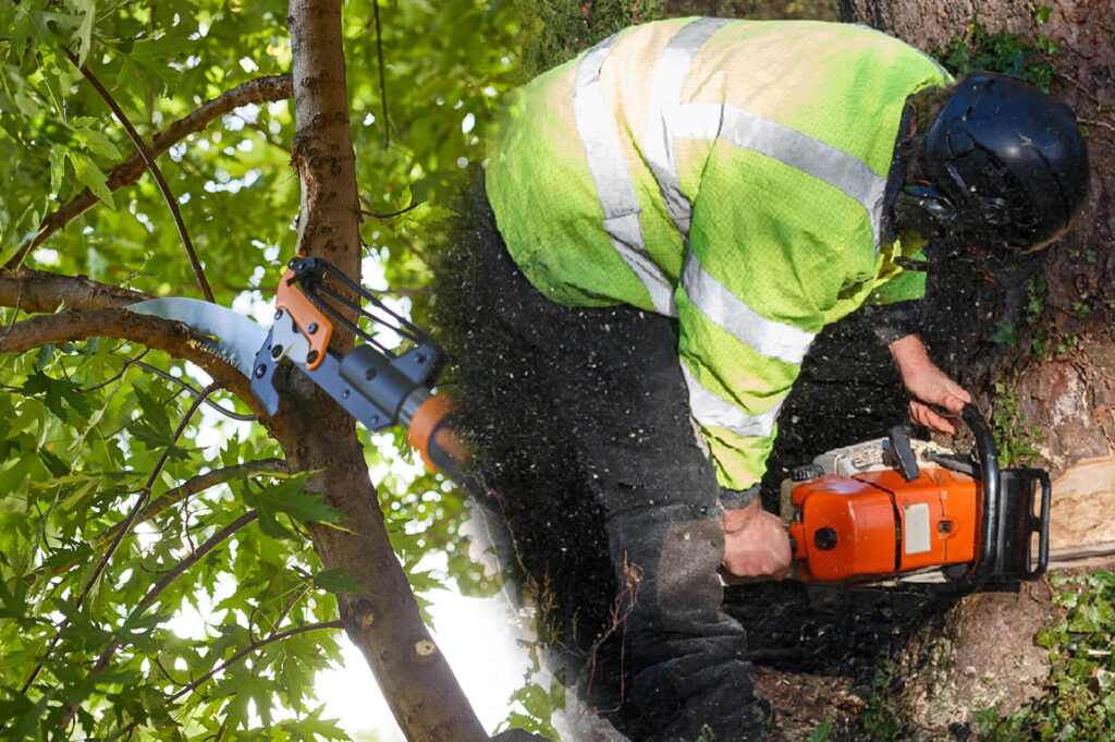 Tree Pruning & Tree Removal Experts-Pro Tree Trimming & Removal Team of Jupiter Tequesta