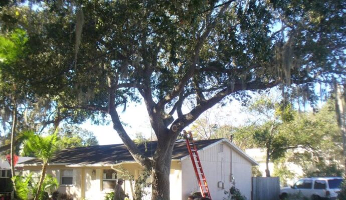 Tree-Pruning-Tree-Removal-Services Pro-Tree-Trimming-Removal-Team-of-Jupiter Tequesta