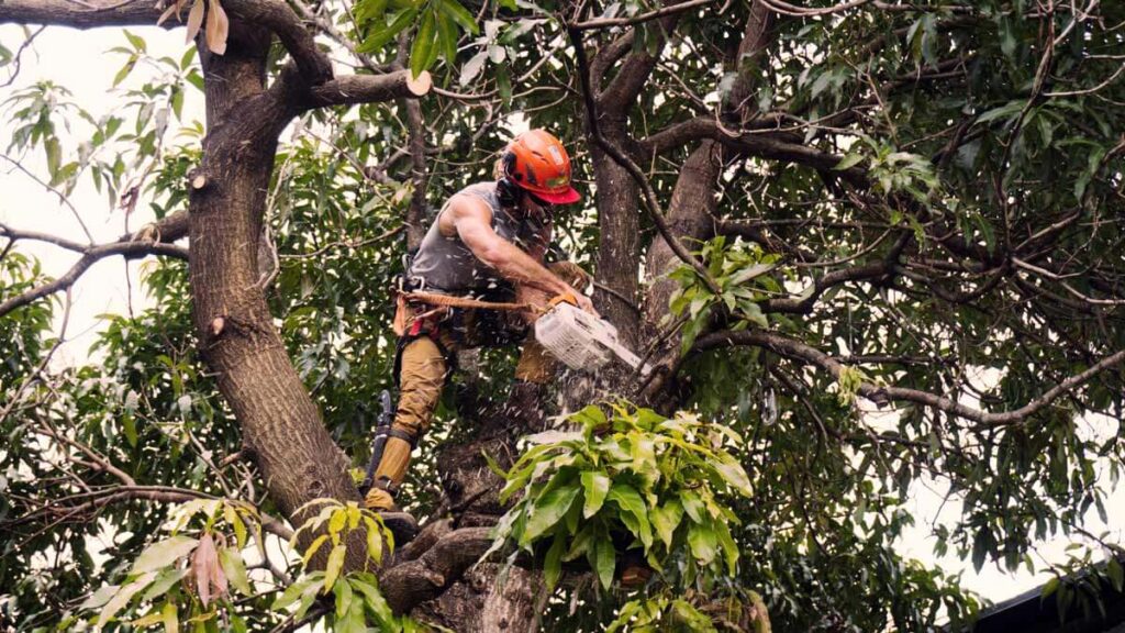 Tree Trimming Services Experts-Pro Tree Trimming & Removal Team of Jupiter Tequesta