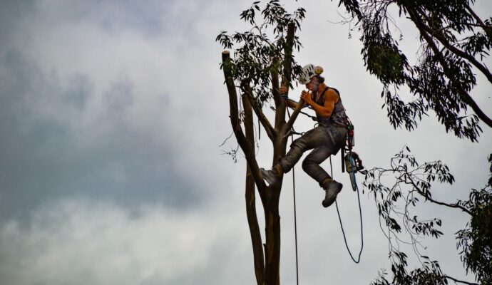 Tree-Trimming-Services-Services Pro-Tree-Trimming-Removal-Team-of Jupiter Tequesta